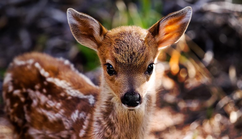 Photo via www.wallspick.com